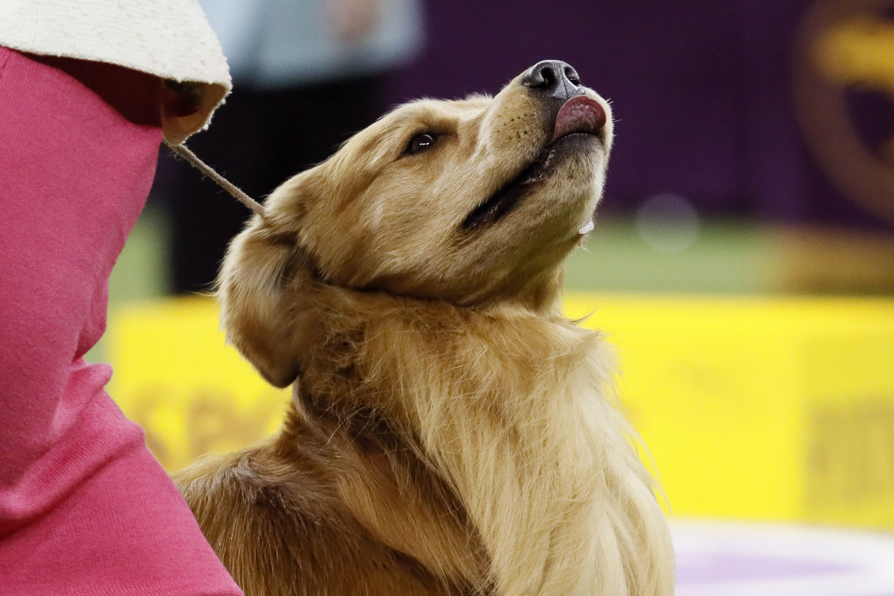 Westminster Dog Show